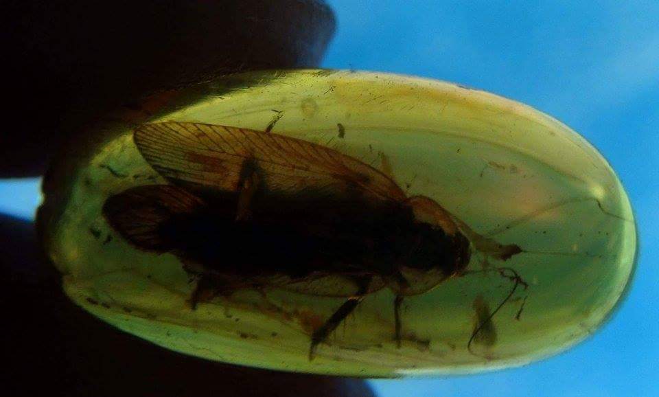 cockroach in amber