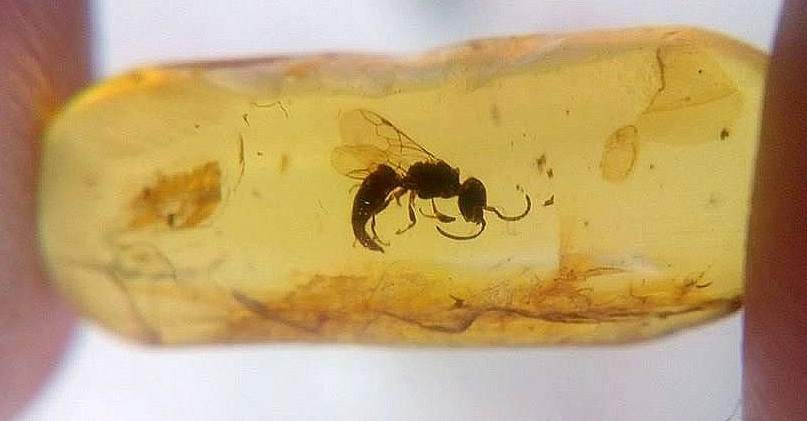 wasp in amber