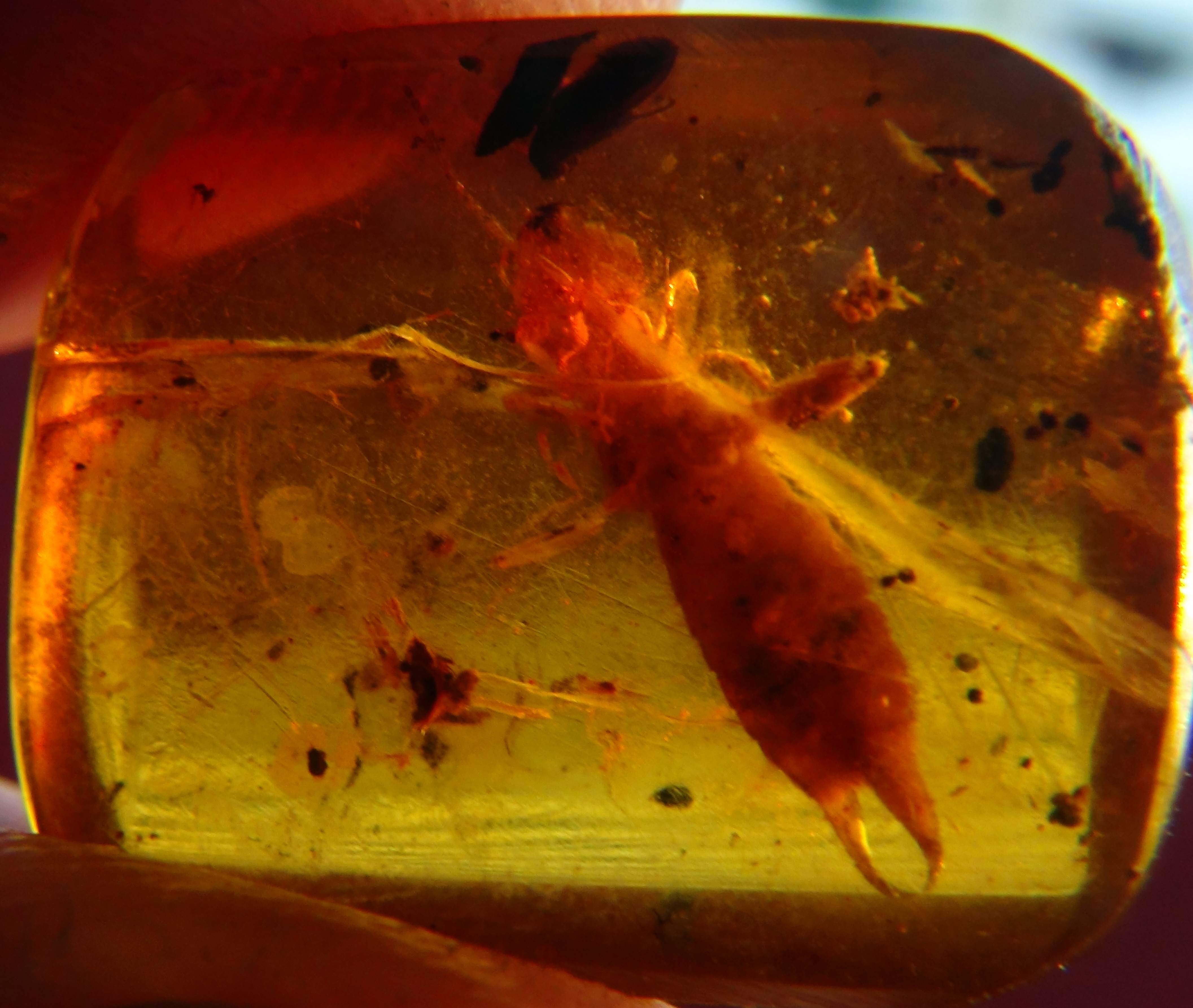 earwig in amber