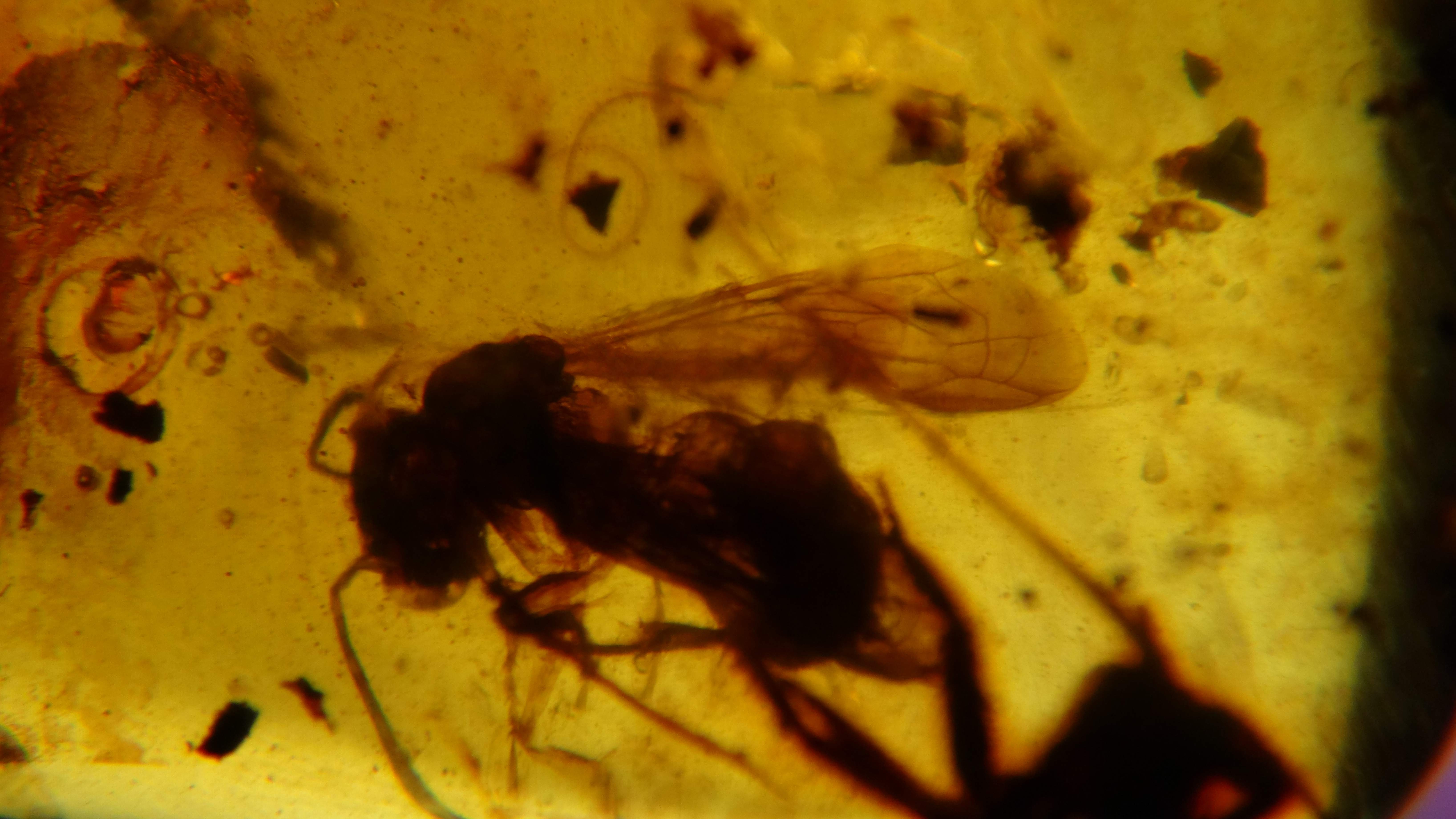 wasp in amber