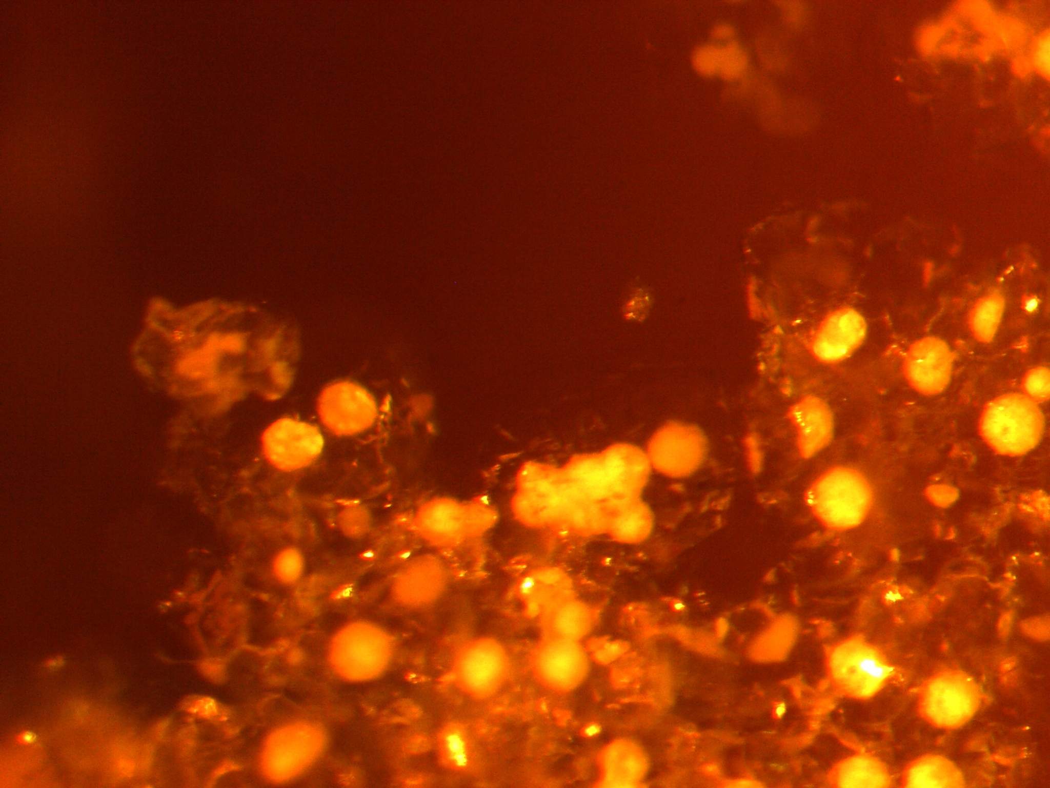 Nematode eggs in amber