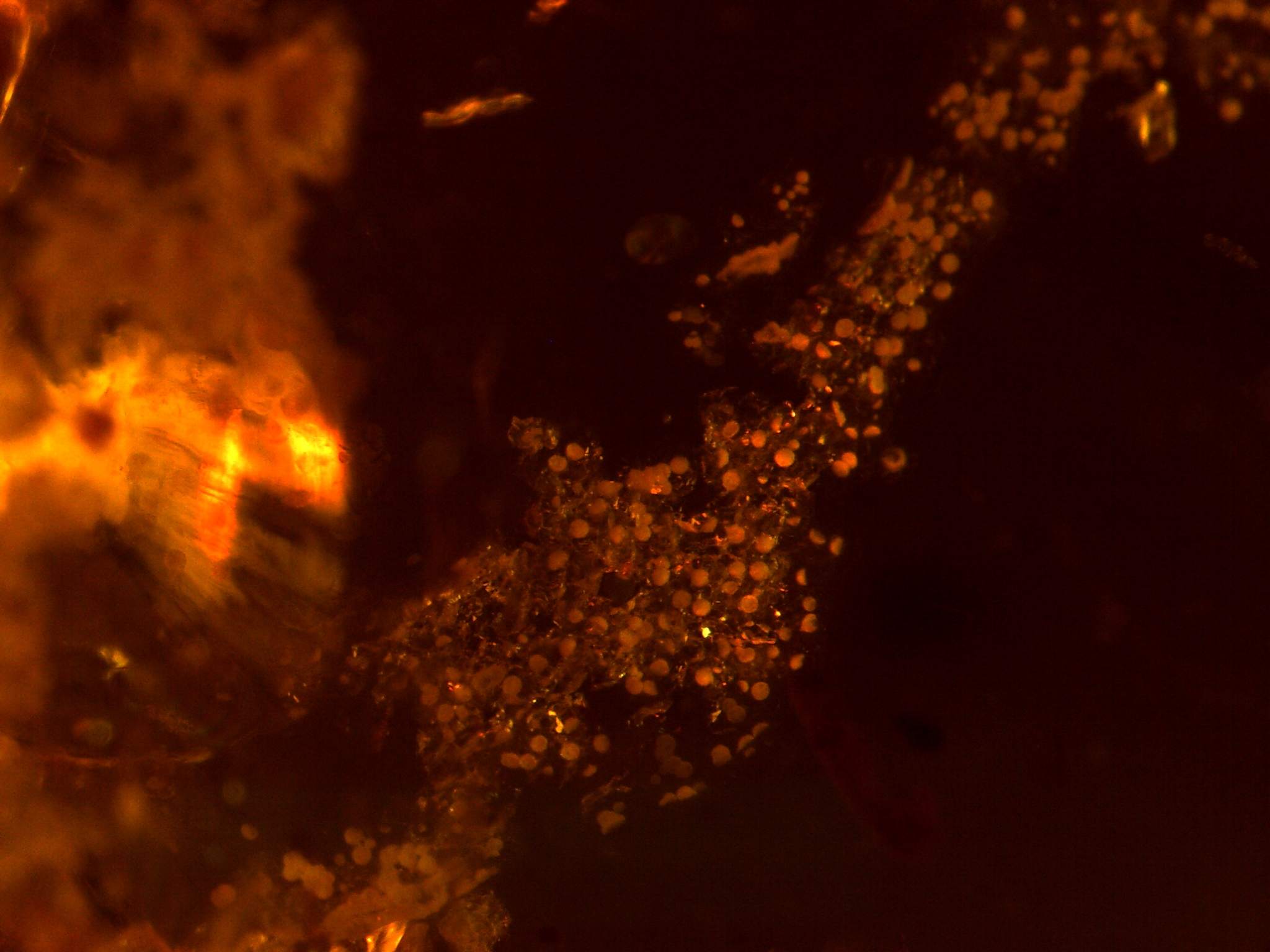 Nematode eggs in amber