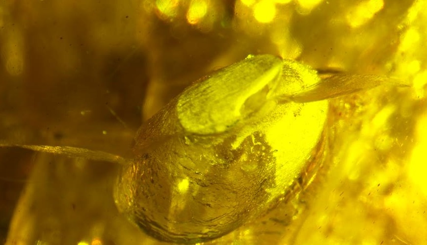 Cretaceous bird eggs in amber