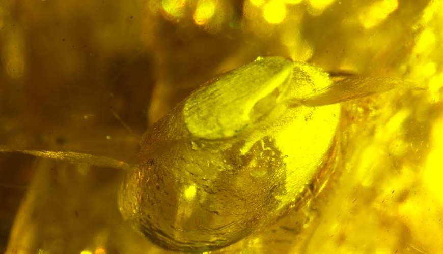 bird egg in amber found in Kachin State Myanmar 