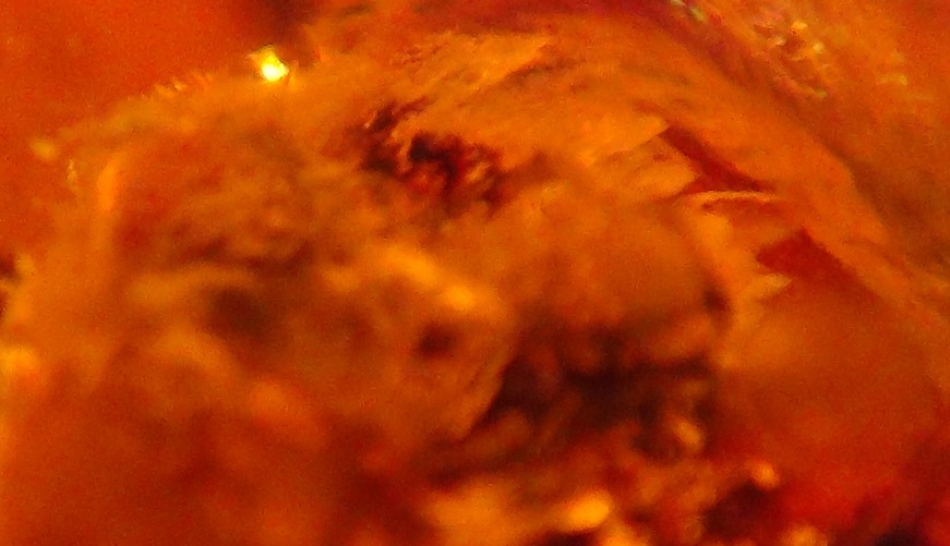Bird in amber and bird nest in amber