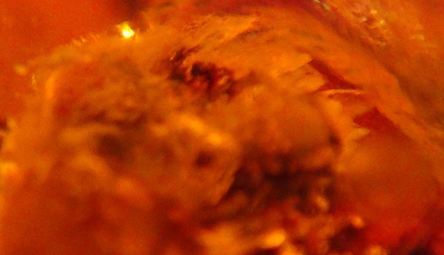 bird in amber