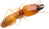 earwig in amber