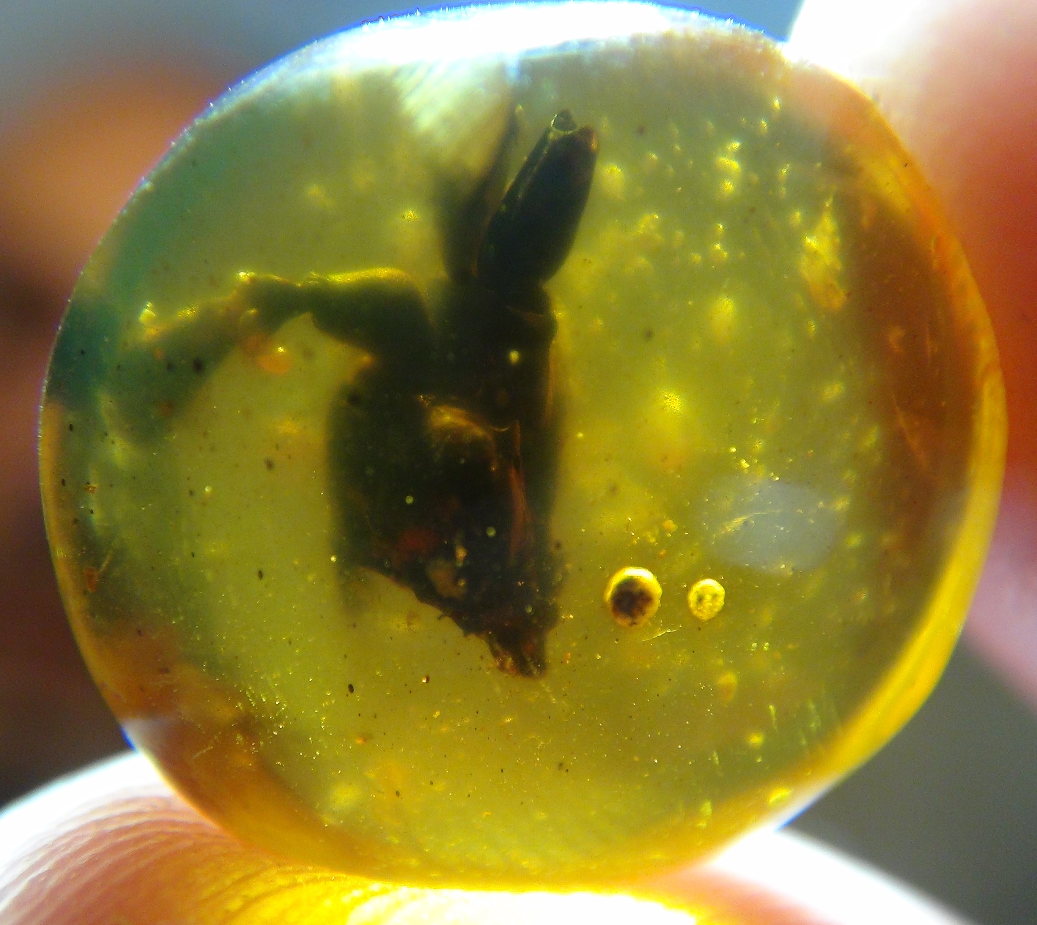 crab in amber