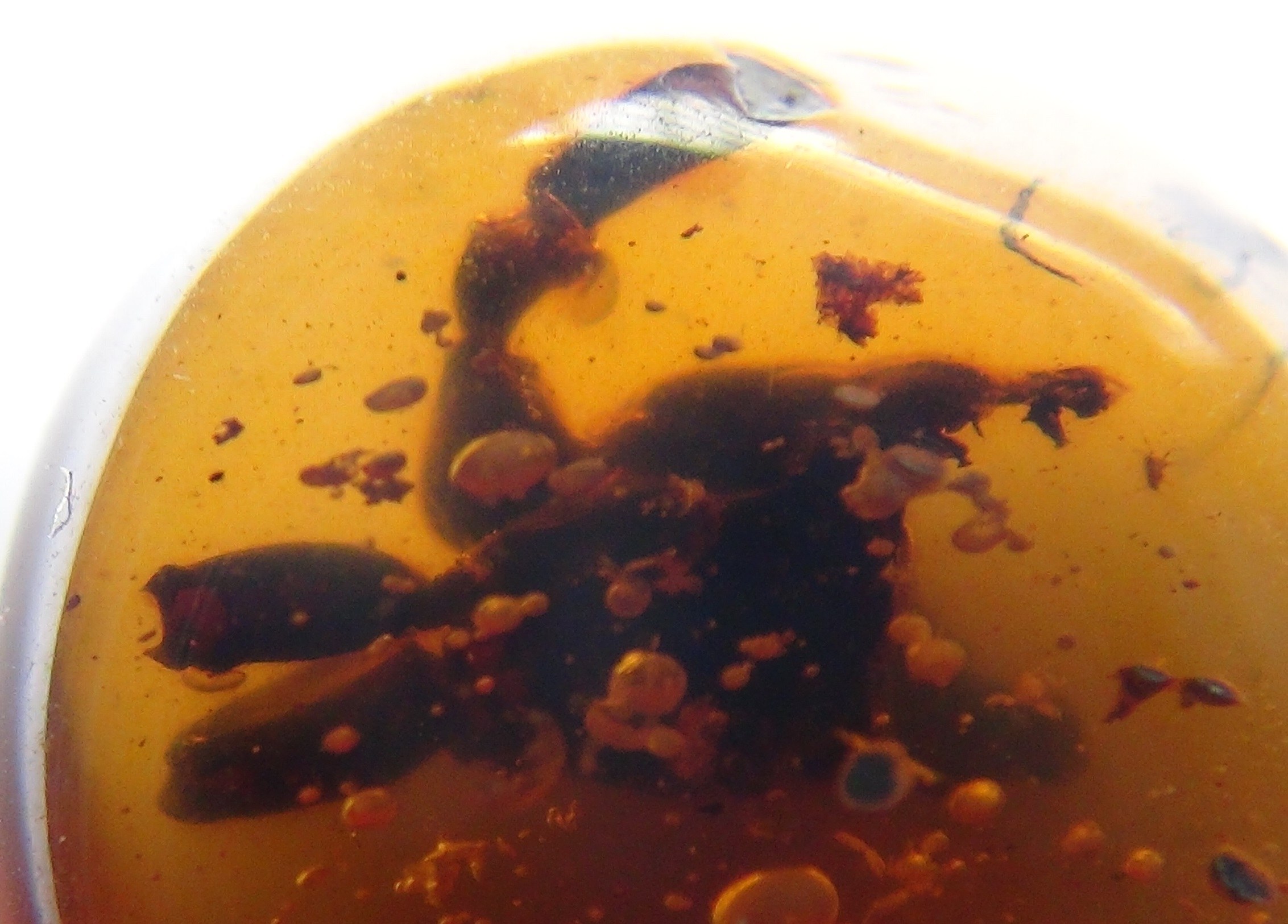 crab in amber