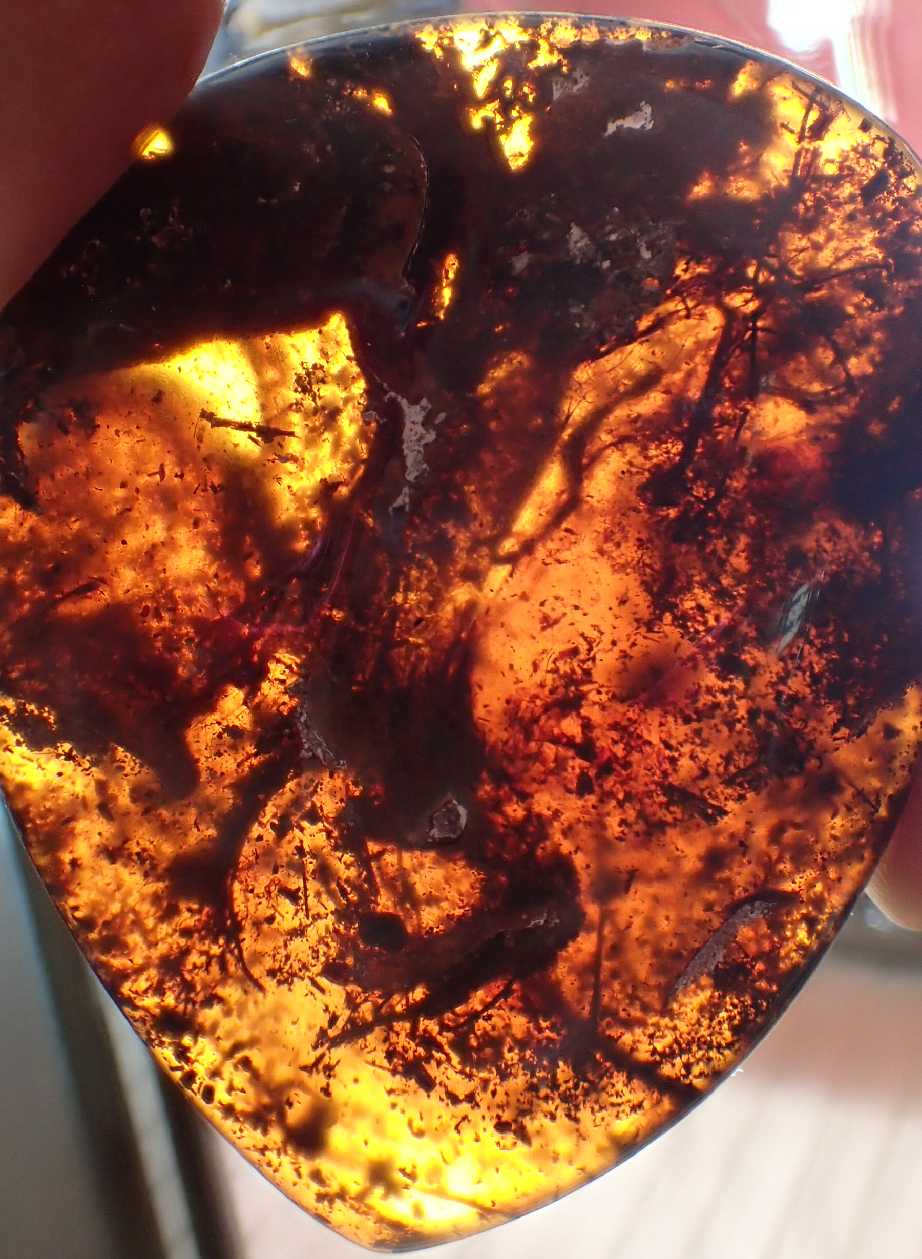  Pterodactyl in amber