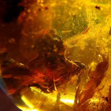 unusually large head in Cretaceous amber is very rare