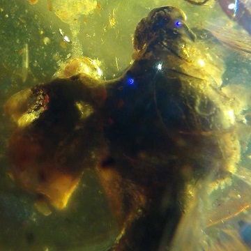bird egg in amber, bird nest with birds have also been found in cretaceous amber