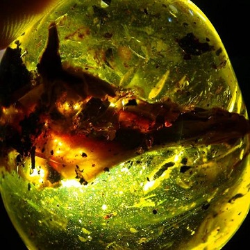 animal and bird head trapped in amber are very rare indeed