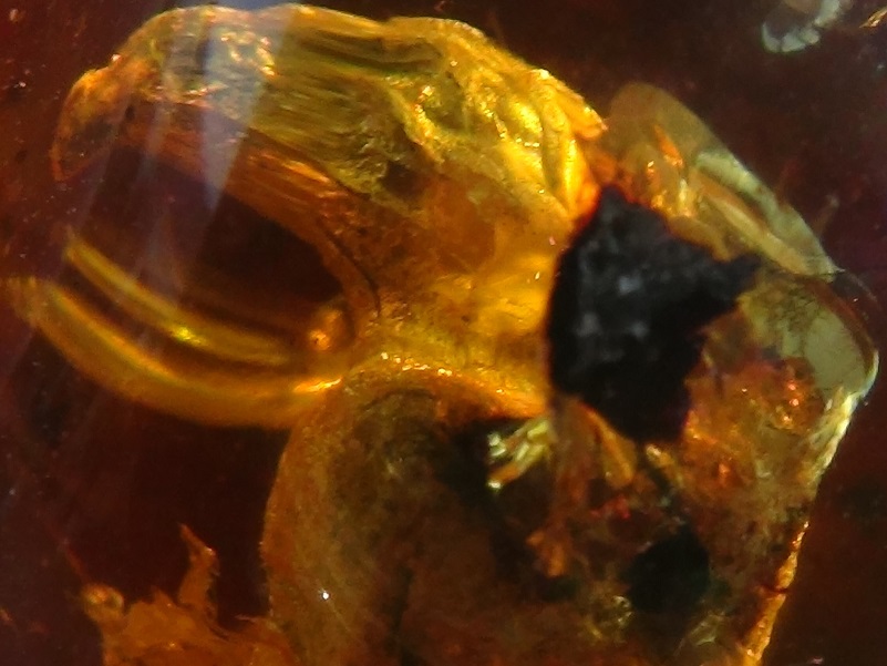 amber inclusions can reveal many clues as to the real causes of extinctions