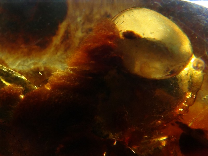 spider in amber, many species of arachnid can be found in amber